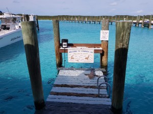      swim with the sharks Compas Cay Exuma Bahamas           